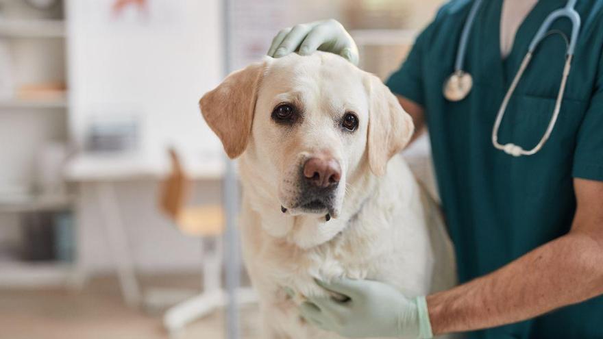 La fruta prohibida para los perros que nunca debes darles, aunque parezca inofensiva