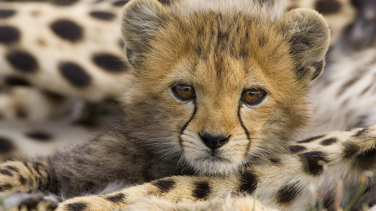 Nacen cachorros trillizos de guepardo pálido, especie en extinción