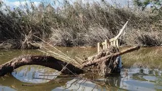 València cifra en diez millones el coste de la limpieza y regeneración de l' Albufera