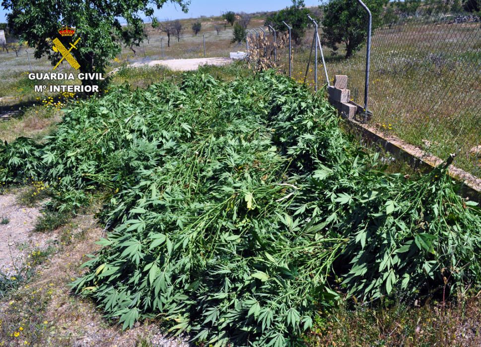 Cuatro detenidos por tráfico de marihuana en Totana y Sangonera la Verde