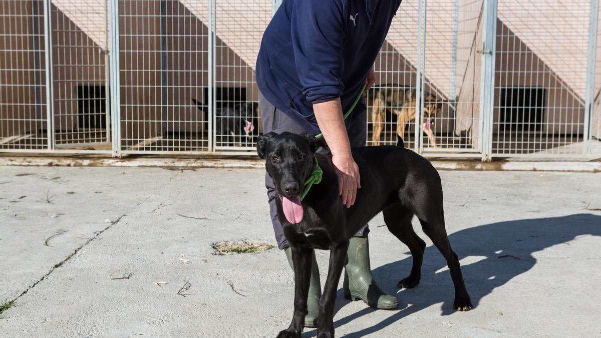 Uno de los perros en la perrera municipal de Movera