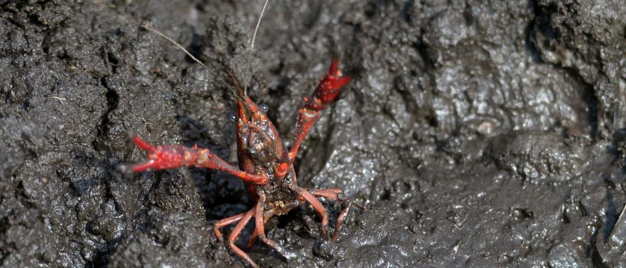 Vista de un cangrejo americano, principal especie invasora en el embalse de Cecebre.