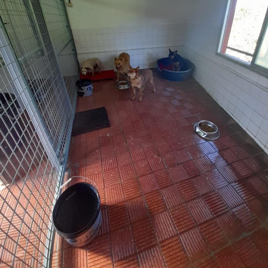 Reapertura del Refugio Municipal de Animales de Tacoronte