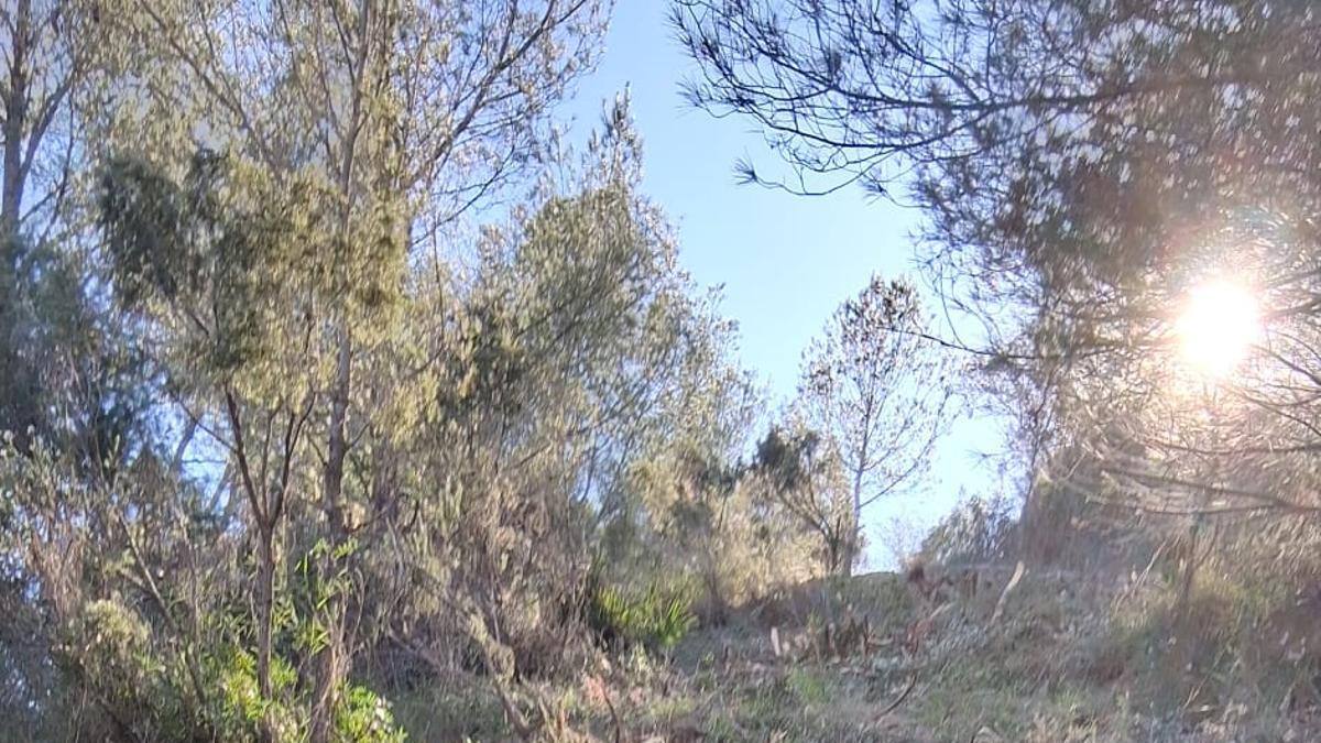 La plantación masiva de árboles desde finales de los años setenta ha aumentado la evapotranspiración, alterando los procesos de condensación y lluvia. En la imagen, trabajos de gestión forestal en la Cova Negra de Xàtiva.