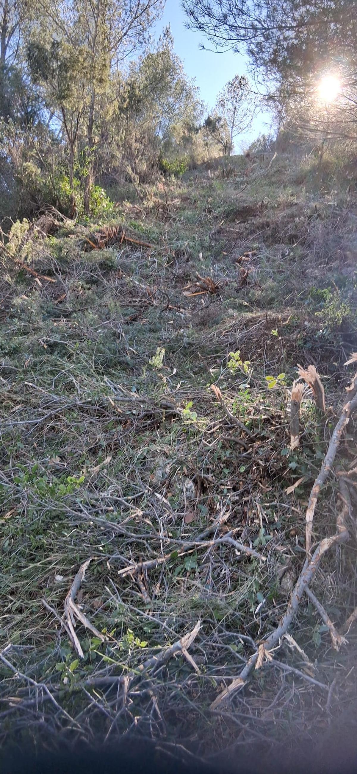 Trabajos de gestión forestal en la Cova Negra de Xàtiva.