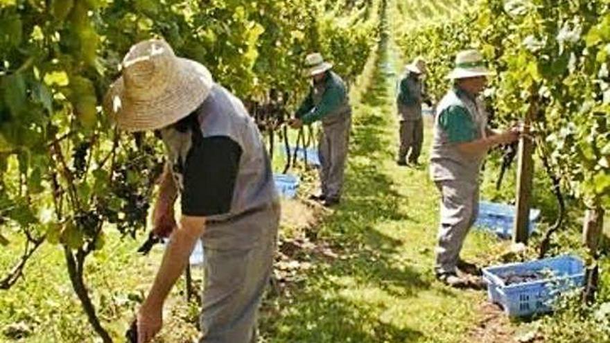 La indústria brasilera del vi busca ajuda davant l&#039;acord de la Unió Europea amb Mercosur