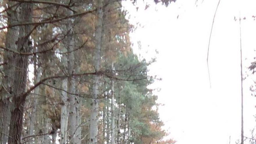 Pinos afectados por el fuego en la sierra de Bufarán, en Candamo.