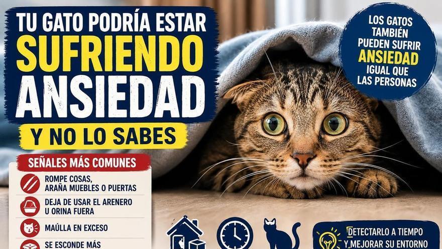 No es mal comportamiento, es ansiedad: así puedes detectar que tu gato te está pidiendo ayuda