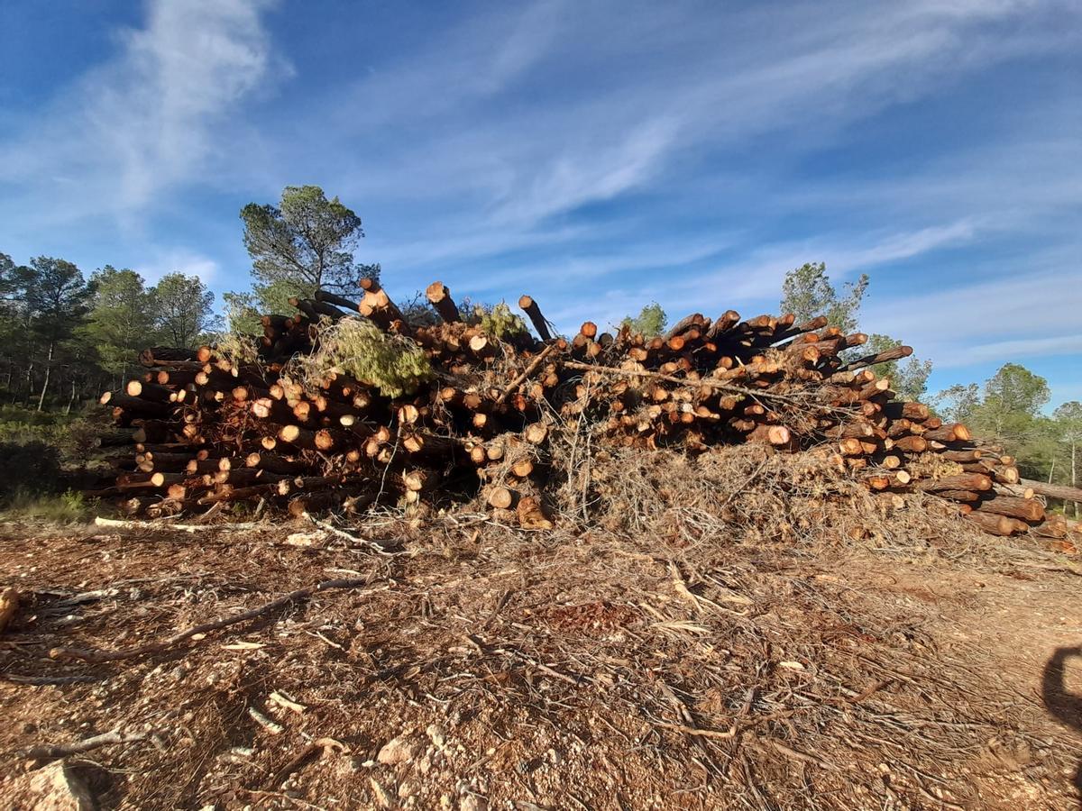 Pinos apilados junto a la carretera de Benali, en el monte de Enguera.