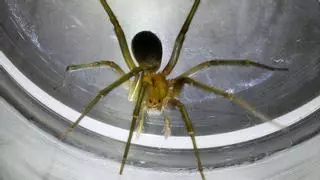 Una mujer de Ibiza, a punto de perder la pierna por la picadura de una araña