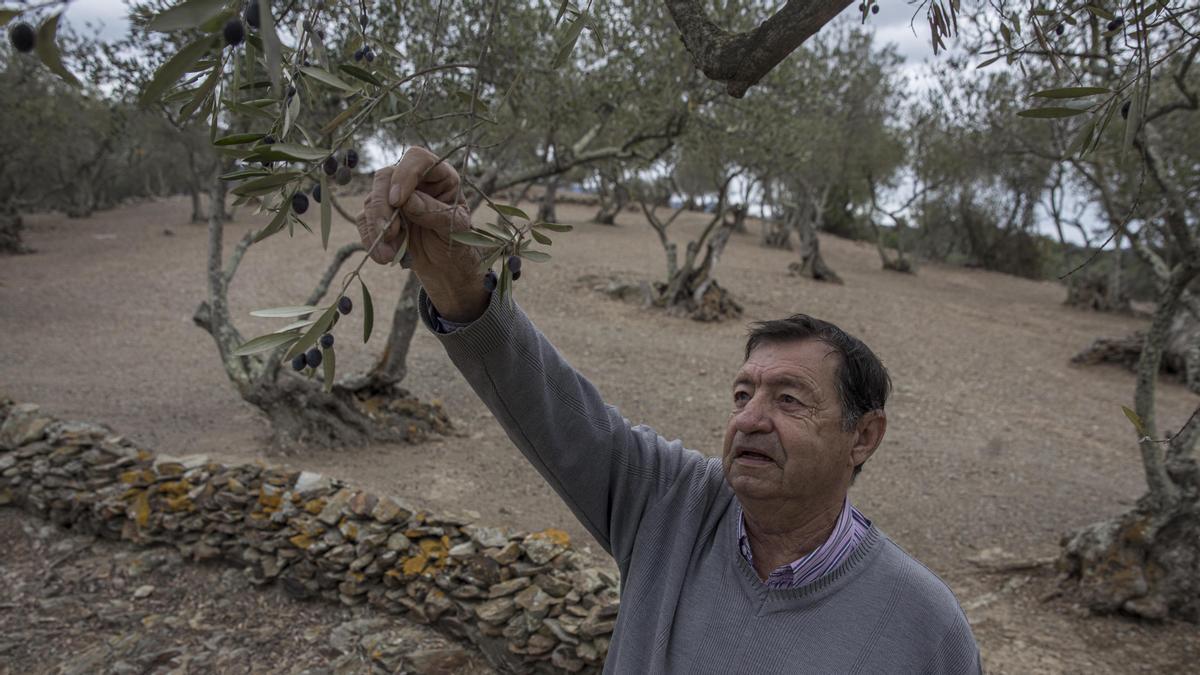 Espolla 03/11/2021. Josep Maria Bonavia, en su finca junto a sus olivares. Autor: David Aparicio