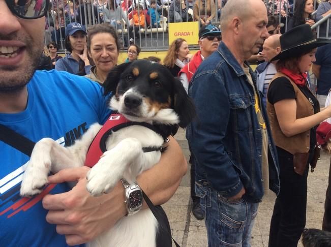 Carnaval de Las Palmas de Gran Canaria 2017: Carnaval Canino