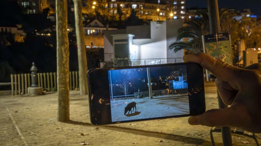 Barcelona, 10/12/2025. Barcelona. Sortir a passejar durant el vespre per les ciutats del voltant de Collserola i poder captar senglars. Parlar amb veïns i palpar la situació. Anar per les Planes, Vallvidera, la Floresta. AUTOR: MANU MITRU