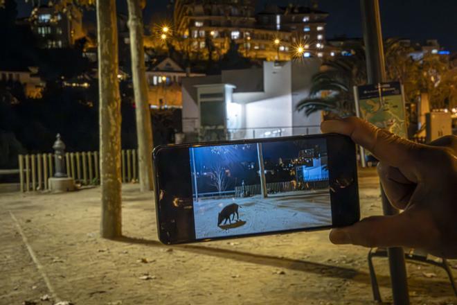 «Tenim senglars davant de casa»: preocupació veïnal als municipis de la zona zero de la pesta porcina a Catalunya