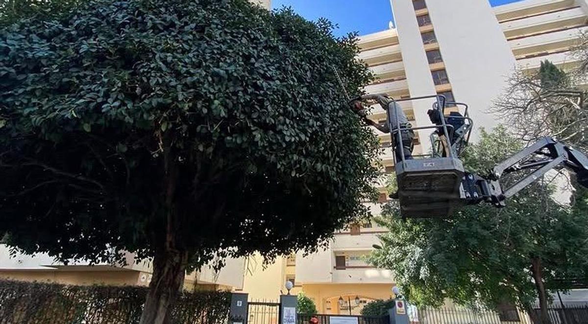 Un operario poda la copa de un árbol en Marbella en una imagen difundida por el Ayuntamiento. | L.O.