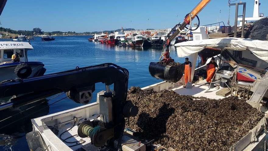 Descarga de mejillón en el muelle de Porto Meloxo (O Grove), ayer. // FdV