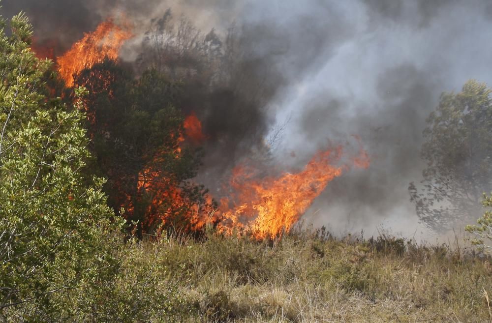 Incendio forestal en Carcaixent