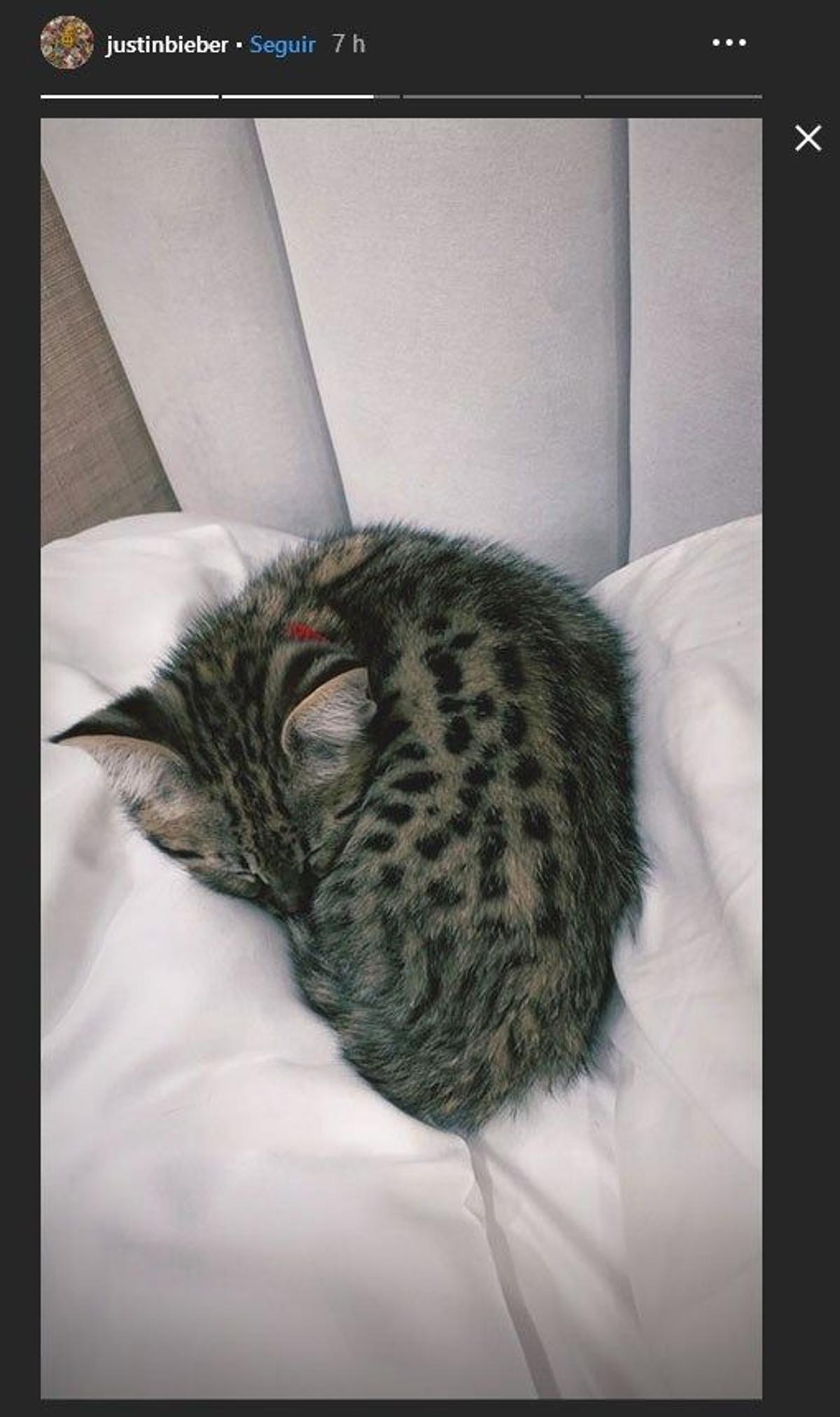 Sushi es el nombre con el que Justin Bieber y Hailey Baldwin han bautizado a esta adorable gatita