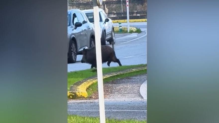 Cañaílla y un jabalí, entre el tráfico de Sabarís