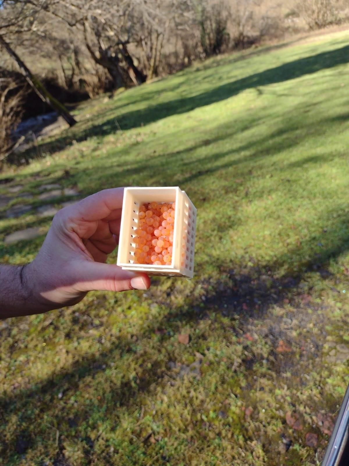 Caja biodegradable con huevas de trucha.