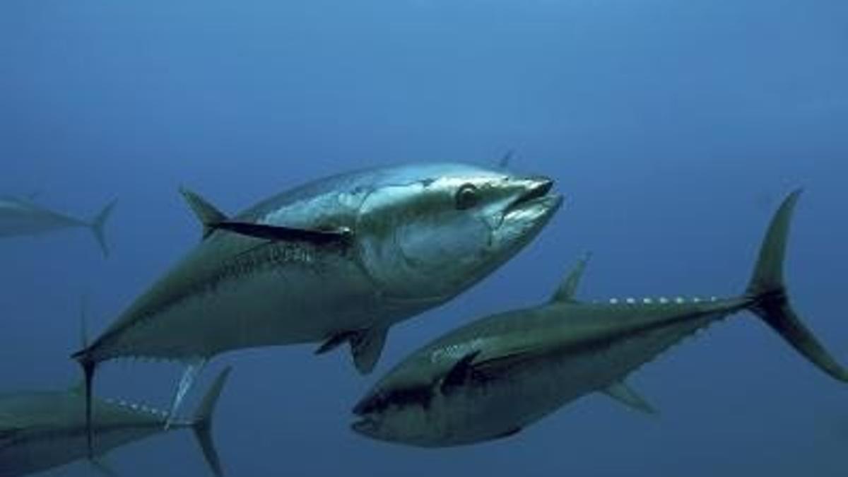 La Audiencia Nacional ha investigado a un grupo criminal dedicado a la comercialización del atún y el blanqueo de sus beneficios