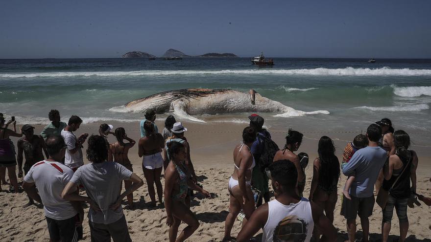 Aparece una ballena muerta en la playa de Ipanema