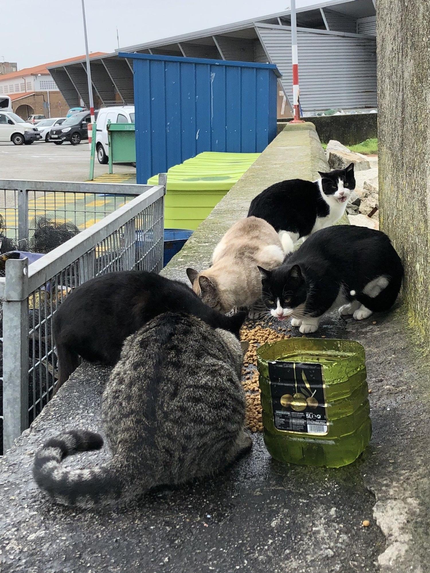 Gatos callejeros en la zona portuaria de O Corgo.