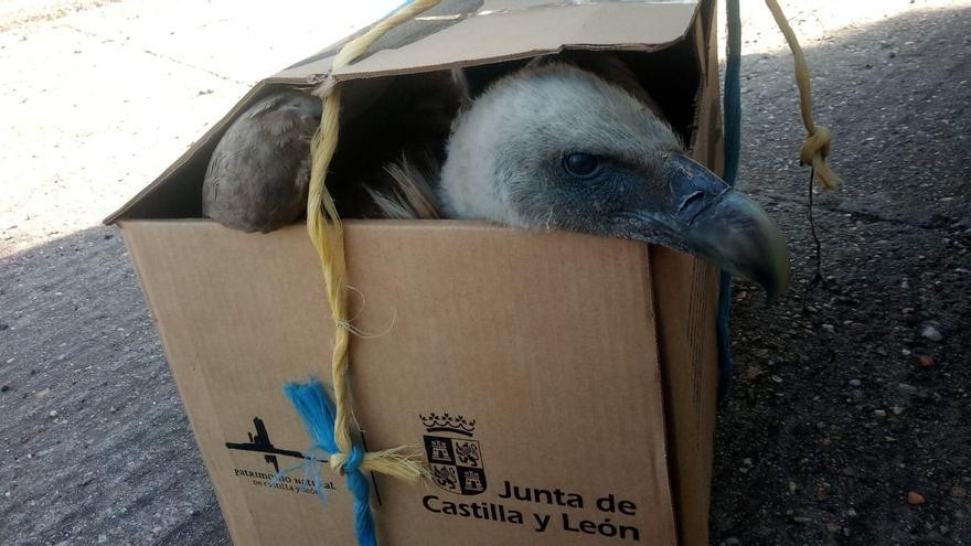 El buitre que apareció en un huerto de un pueblo de Zamora