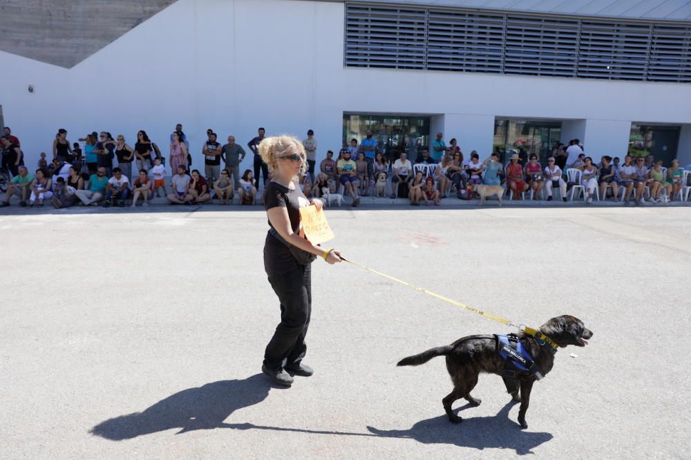 Mallorcas herrenlose Hunde auf dem Laufsteg