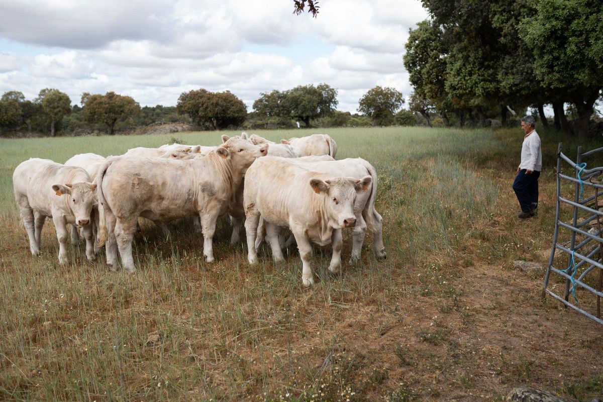 Antonio Pascual con las vacas de raza charolesa