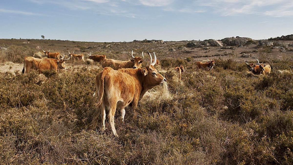 Un grupo de vacas de raza cachena en Cualedro. // BRAIS LORENZO