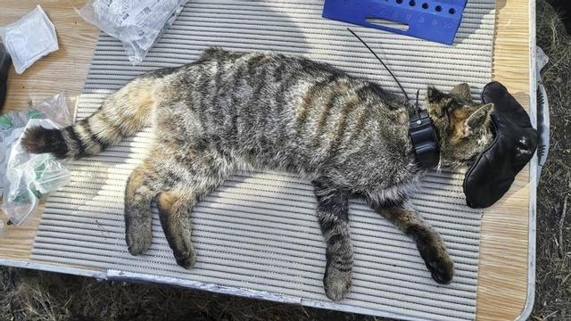 Un ejemplar de gato montés capturado para geolocalizarlo y extraerle muestras.