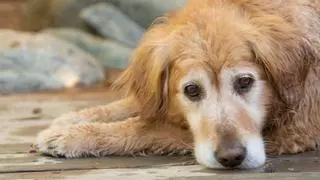Si tu perro tiene insuficiencia renal y no quiere comer, no basta con cambiarle la comida: consejos de veterinaria para ayudarlo
