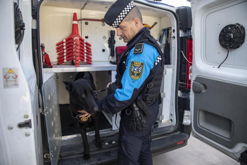 La Unitat Canina de la Policia Local de Lloret de Mar, en acció