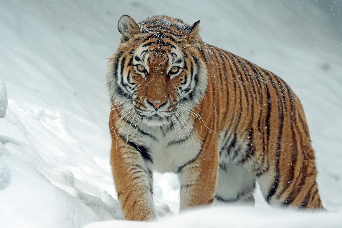 El tigre siberiano es uno de los animales más rápidos del mundo