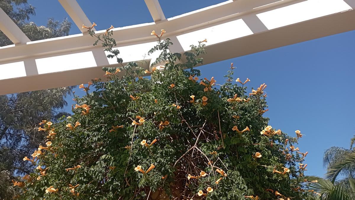 La única columna 'colonizada' por una planta en la pérgola curva de Huelin.
