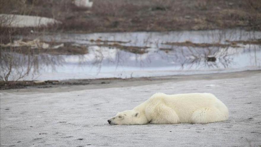 Un oso polar se deja ver por las calles de una ciudad minera en el norte de Siberia