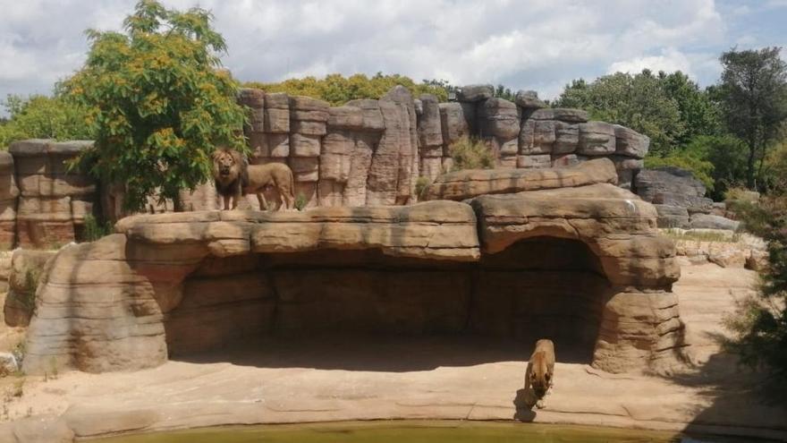 Els lleons del zoo de Barcelona