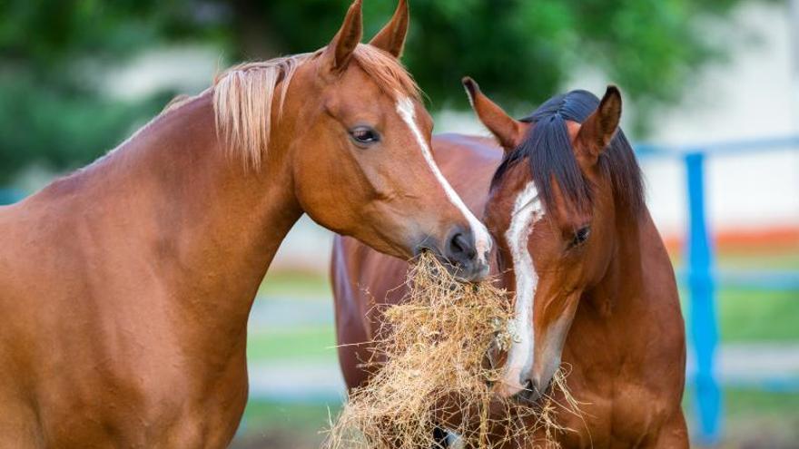 ¿Qué necesita un caballo para tener una buena calidad de vida?