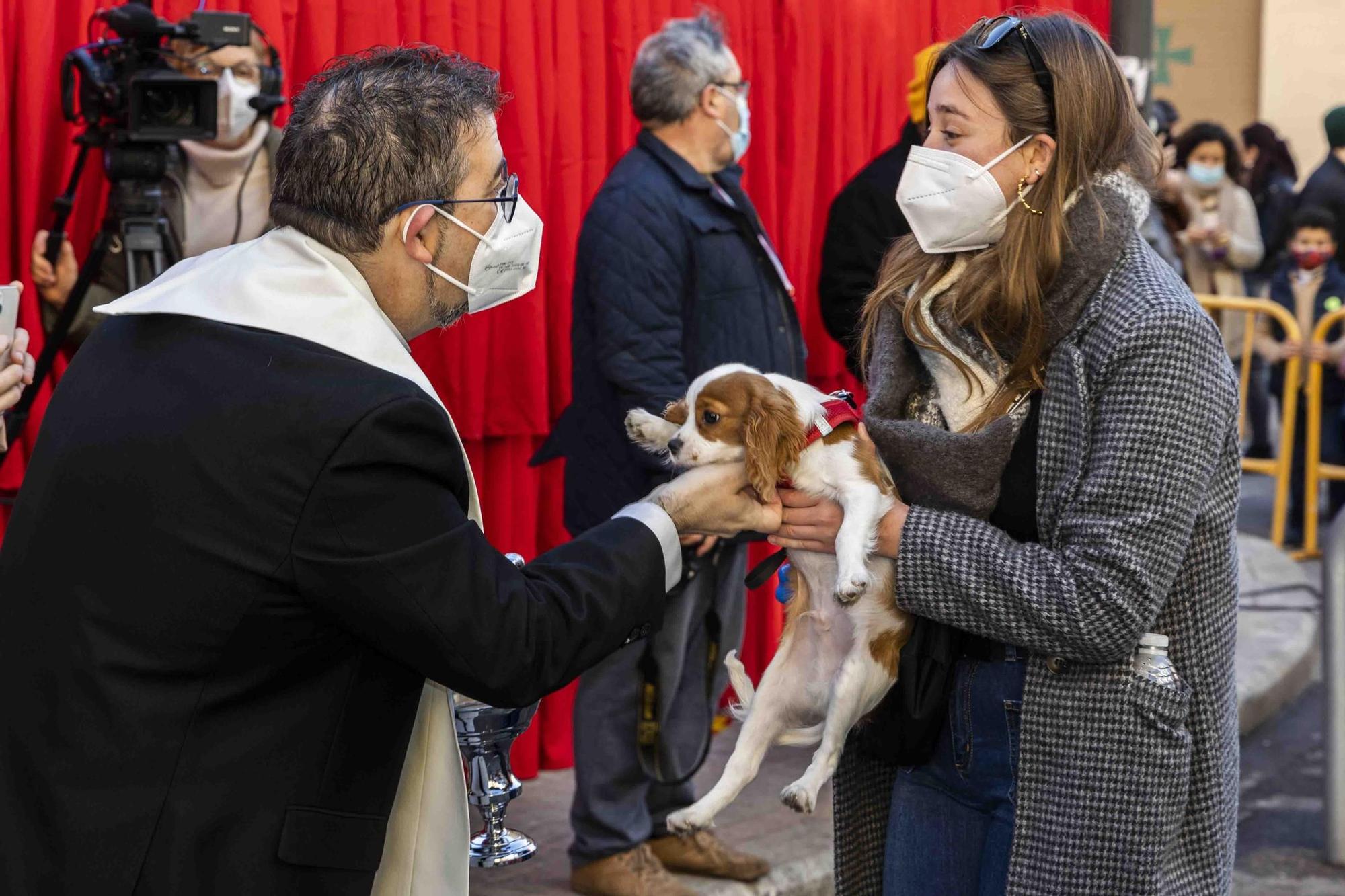 Búscate en la bendición de animales de Sant Antoni