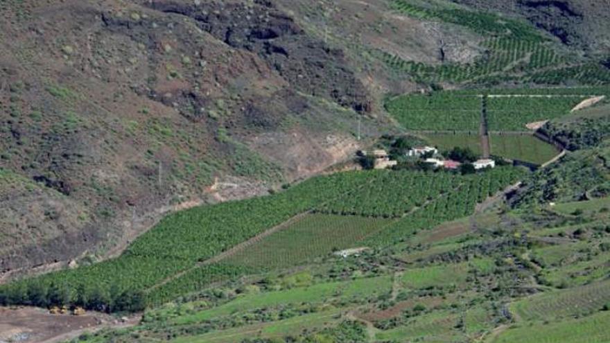 Explotaciones agrícolas en el barranco de Veneguera.