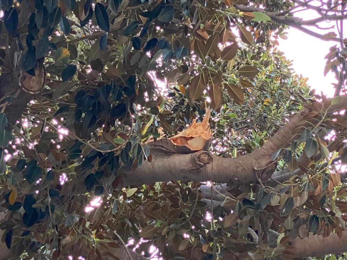 Cae una rama del emblemático ficus de la Misericòrdia