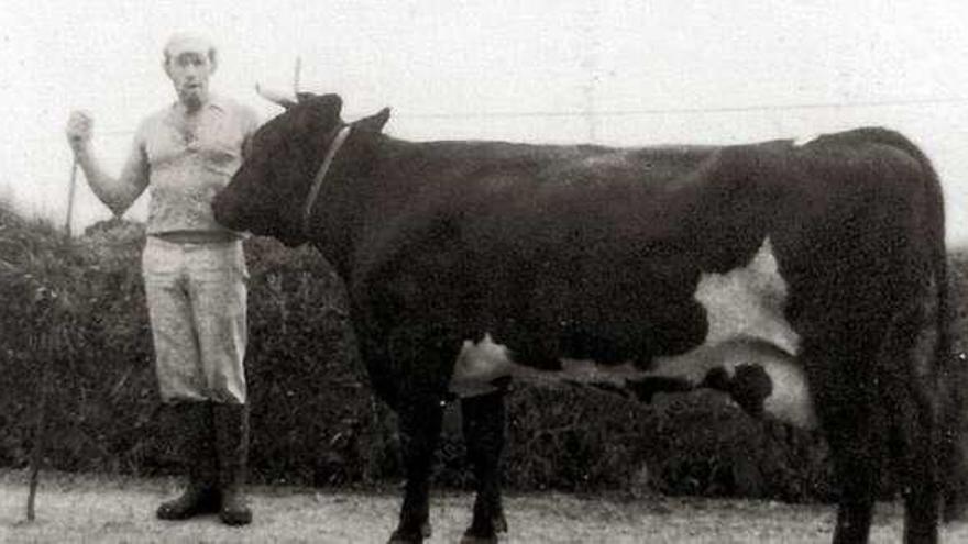 Manolo Muñoz con una vaca.