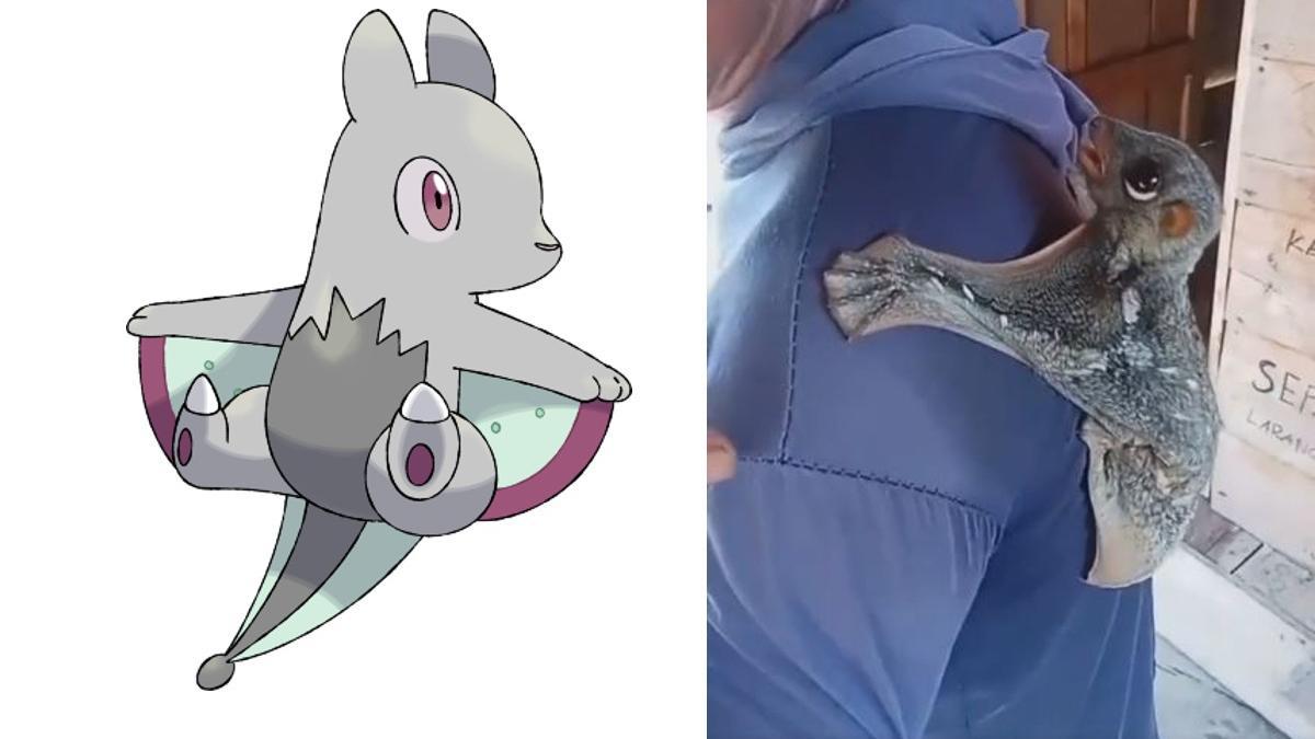 El colugo junto al pokémon inspirado en él