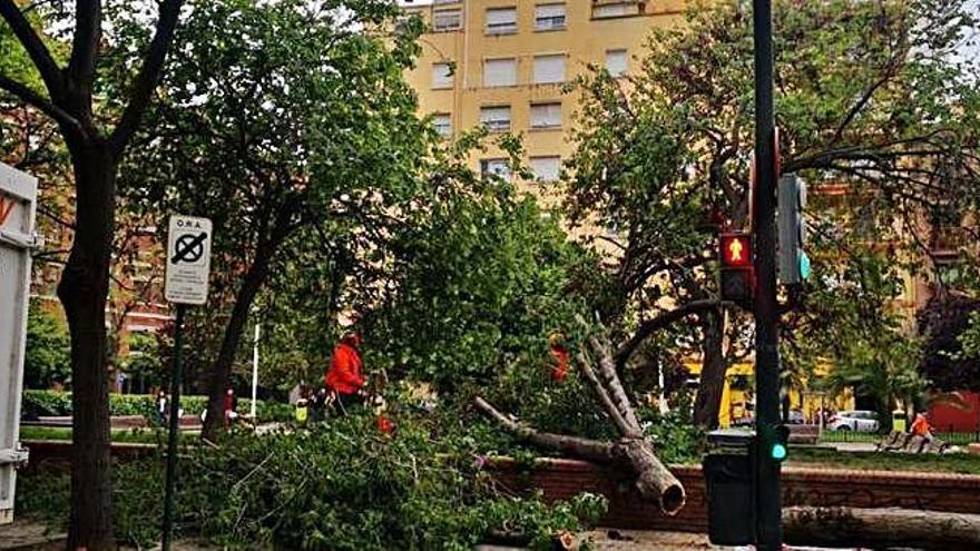 El viento derribó en la mañana de ayer un árbol en un parque de de Valencia.