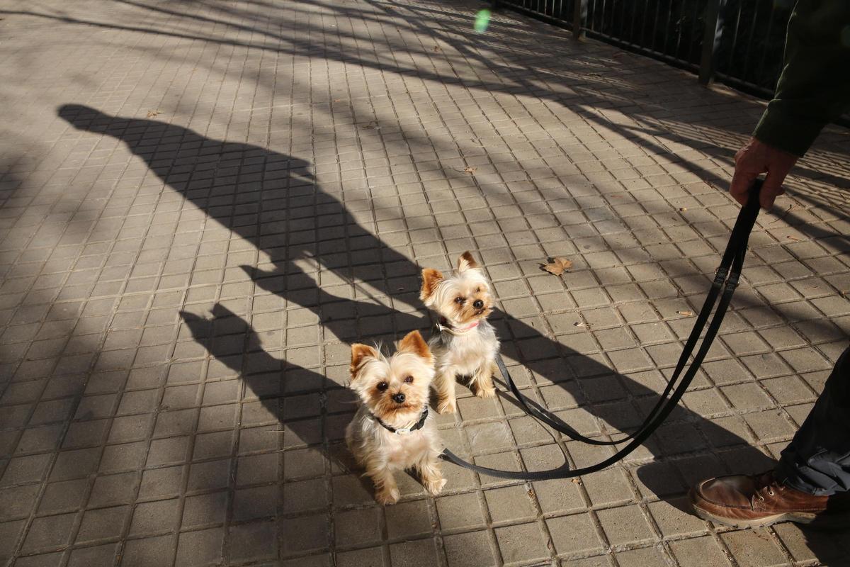 A partir del 18 de Diciembre hay la  obligación de llevar los perros atados en las calles en Barcelona