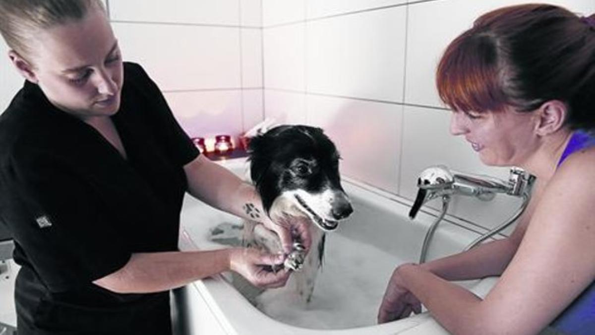 Baño relajante 8 Diana (izquerda) masajea un perro en el 'spa' en presencia de Diana, la propietaria.