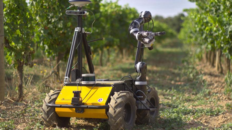 Un celler de Garriguella prova un robot per controlar les plagues