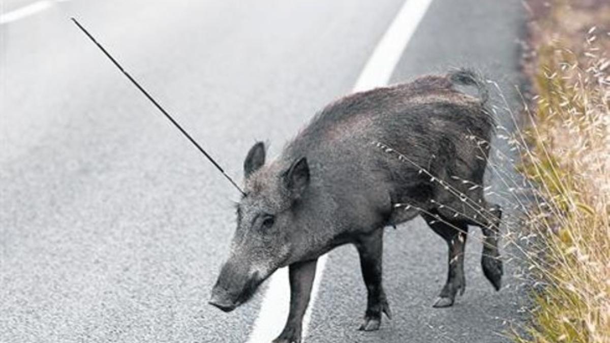 Un jabalí pasea por la carretera de la Arrabassada con una flecha clavada en la cabeza, en el 2011.