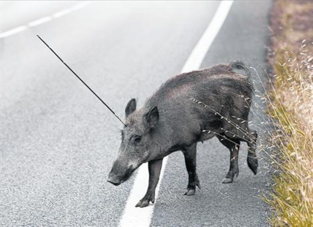 Un senglar es passeja per la carretera de l’Arrabassada amb una fletxa clavada al cap, el 2011. Un senglar es passeja per la carretera de l’Arrabassada amb una fletxa clavada al cap, el 2011.